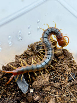 Scolopendra cf. viridicornis ‘Brown – Nordeste do Brazil’ – Amazon Tricolor Centipede | Incredibly Rare Giant South American Species | Live Arrival Guarantee