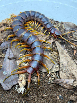 Scolopendra galapagoensis ‘Tricolor Robusta Dark’ – Darwin’s Goliath Centipede | Rare Dark Color Form Giant | Live Arrival Guarantee