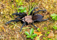 Selenocosmiinae sp. Kordillera – Kordillera Earth Tiger | Rare Asian Fossorial Tarantula | Live Arrival Guarantee