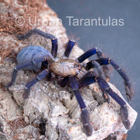 Singapore Blue - Omothymus violaceopes