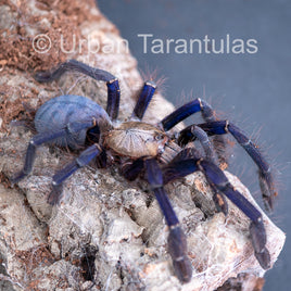 Singapore Blue - Omothymus violaceopes
