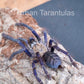 Singapore Blue - Omothymus violaceopes