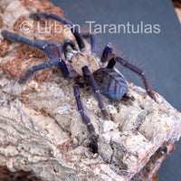 Singapore Blue - Omothymus violaceopes