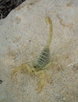 Smeringurus mesaensis – Dune Scorpion | Beginner-Friendly Low Venom Species | Live Arrival Guarantee