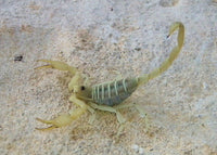 Smeringurus mesaensis – Dune Scorpion | Beginner-Friendly Low Venom Species | Live Arrival Guarantee