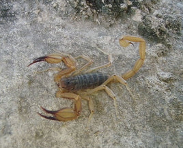 Smeringurus vachoni vachoni – Vachon's Rock Scorpion | Live Arrival Guarantee