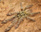 Stromatopelma calceatum – Featherleg Baboon Tarantula | Old World Arboreal | Live Arrival Guarantee