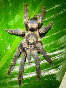 Tapinauchenius sp Yasuni – Yasuni Tree Spider | Metallic Gold Arboreal Species | Live Arrival Guarantee