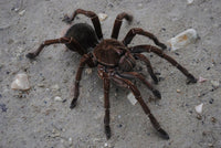Theraphosa stirmi – Burgundy Goliath Birdeater | Massive New World Species | Live Arrival Guarantee