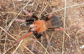 Theraphosinae sp. Mandarina – Orange Blush Tarantula | Rare Colorful New World Species | Live Arrival Guarantee