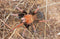 Theraphosinae sp. Mandarina – Orange Blush Tarantula | Rare Colorful New World Species | Live Arrival Guarantee