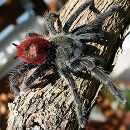 Thrixopelma ockerti – Peruvian Flame Rump Tarantula | Stunning Colorful New World Species | Live Arrival Guarantee