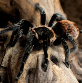 Tliltocatl vagans – Mexican Red Rump Tarantula | Beginner-Friendly New World Species | Live Arrival Guarantee