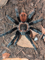 Tliltocatl vagans – Mexican Red Rump Tarantula | Beginner-Friendly New World Species | Live Arrival Guarantee