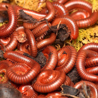 Trigoniulus coralinus – Scarlet Millipede | Vivid Red Tropical Millipede | Live Arrival Guarantee