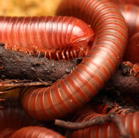 Trigoniulus coralinus – Scarlet Millipede | Vivid Red Tropical Millipede | Live Arrival Guarantee