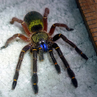 Ephebopus Cyanognathus - Blue Fang Tarantula