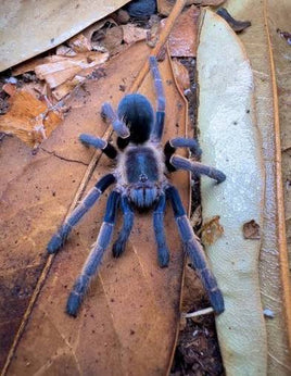 Ornithoctoninae sp 'Ranong Blue - Blue Earth Tiger Tarantula