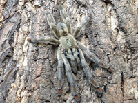Psalmopoeus cambridgei - Trinidad Chevron Tarantula