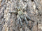 Psalmopoeus cambridgei - Trinidad Chevron Tarantula