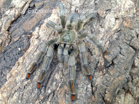Psalmopoeus cambridgei - Trinidad Chevron Tarantula