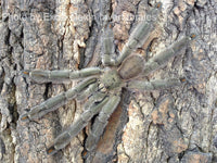 Psalmopoeus cambridgei - Trinidad Chevron Tarantula