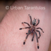 Venezuelan Sun Tiger - Psalmophoeus irminia
