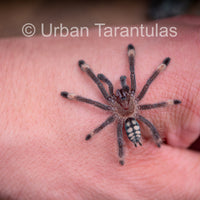 Venezuelan Sun Tiger - Psalmophoeus irminia