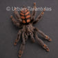 Venezuelan Sun Tiger - Psalmophoeus irminia
