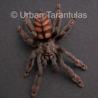 Venezuelan Sun Tiger - Psalmophoeus irminia