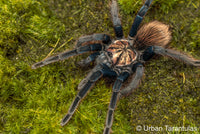 Xenesthis sp Blue - Giant Blue Bloom - Colombian Mountain Tarantula