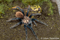 Xenesthis sp Blue - Giant Blue Bloom - Colombian Mountain Tarantula