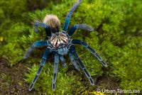Xenesthis sp Blue - Giant Blue Bloom - Colombian Mountain Tarantula