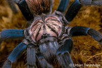 Xenesthis sp Blue - Giant Blue Bloom - Colombian Mountain Tarantula