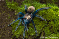 Xenesthis sp Blue - Giant Blue Bloom - Colombian Mountain Tarantula