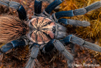Xenesthis sp Blue - Giant Blue Bloom - Colombian Mountain Tarantula