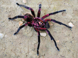 Mature Males - Tarantulas All species