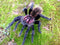 Xenesthis Tarantulas - immanis, intermedia, bright, tenebris - Colombia