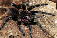 Xenesthis intermedia – Amazon Blue Bloom Tarantula | Rare Birdeater Species | Live Arrival Guarantee