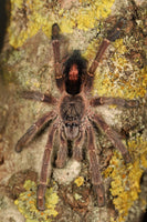 Ybyrapora gamba – Purple Diamond Pink Toe Tarantula | Rare Arboreal Gem | Live Arrival Guarantee