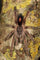 Ybyrapora gamba – Purple Diamond Pink Toe Tarantula | Rare Arboreal Gem | Live Arrival Guarantee