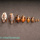 Chrome Roaches - Gyna caffrorum