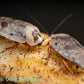 Chrome Roaches - Gyna caffrorum