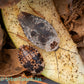 Chrome Roaches - Gyna caffrorum