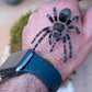 Grammastola Pulchripes - Golden Knee Chaco - UrbanTarantulas