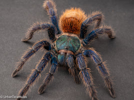 Greenbottle Blue Tarantula - Chromatopelma cyanapubescense