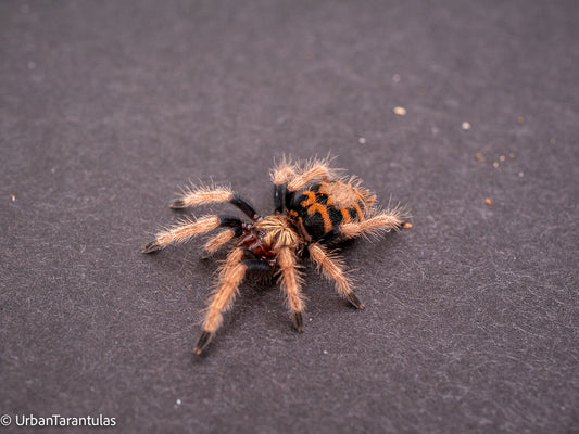 Greenbottle Blue Tarantula - Chromatopelma cyanapubescense