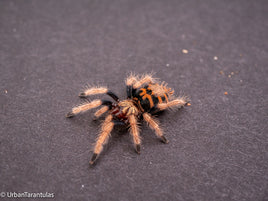 Greenbottle Blue Tarantula - Chromatopelma cyanapubescense