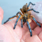 Harpactira Pulchripes - Golden Blue Leg Baboon (Young Adult Female) - UrbanTarantulas
