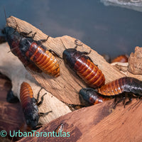 Madagascar Hissing Cockroaches - Gromphadorhina Portentosa